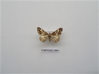 藏品(尺蛾141)的圖片